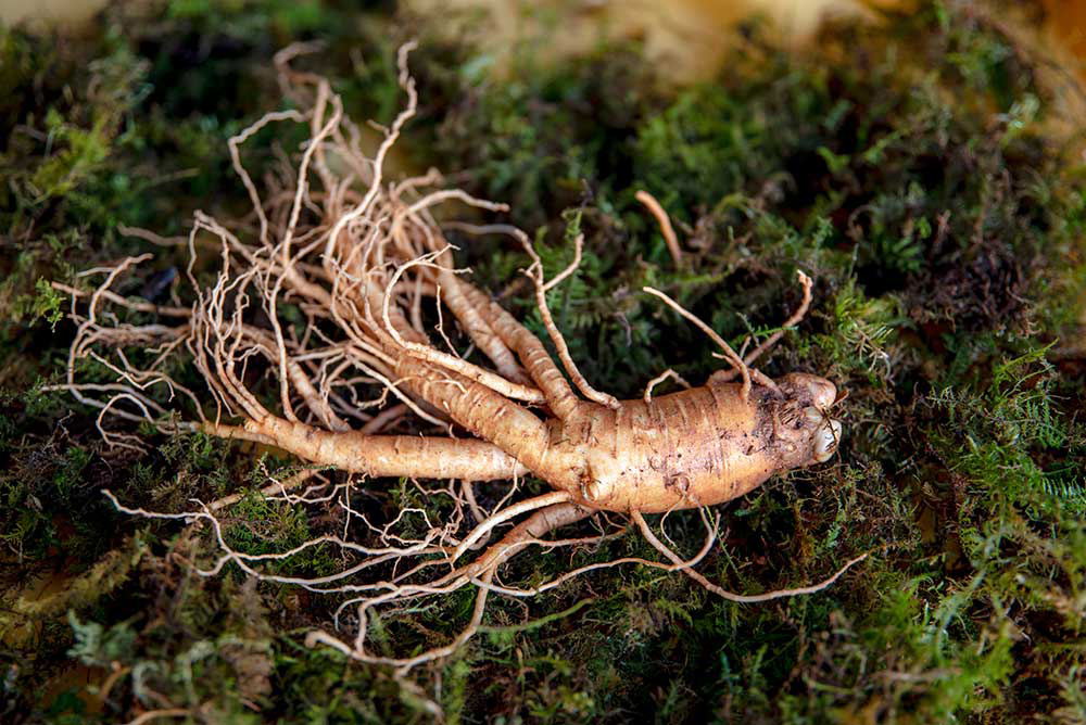 red ginseng 22